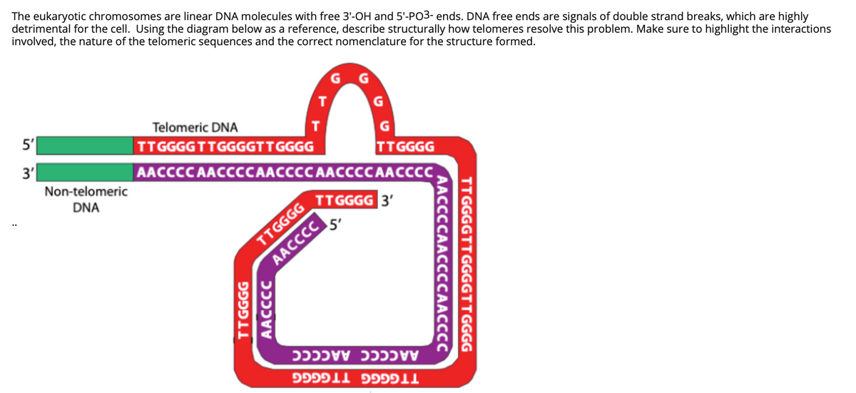 The eukaryotic chromosomes are linear DNA molecules with free 3'-OH and 5'-PO3- ends. DNA free ends are signals of double strand breaks, which are highly
detrimental for the cell. Using the diagram below as a reference, describe structurally how telomeres resolve this problem. Make sure to highlight the interactions
involved, the nature of the telomeric sequences and the correct nomenclature for the structure formed.
G G
Telomeric DNA
5'
т
GCGGזזTTGGGGTTGG6
G
TTGGGG
AACCCC AACCCCAACCCC AACCCCAACCCC.
3'
Non-telomeric
DNA
TTGGGG 3'
TTGGGG
5'
AACCCC
AACCCC AACCCC
LL פפפ llככפפ
TT GGGGTTGGGGTTGGGG
AACCCCAACCCCAACCCC
vvככככ
llפכפפ
