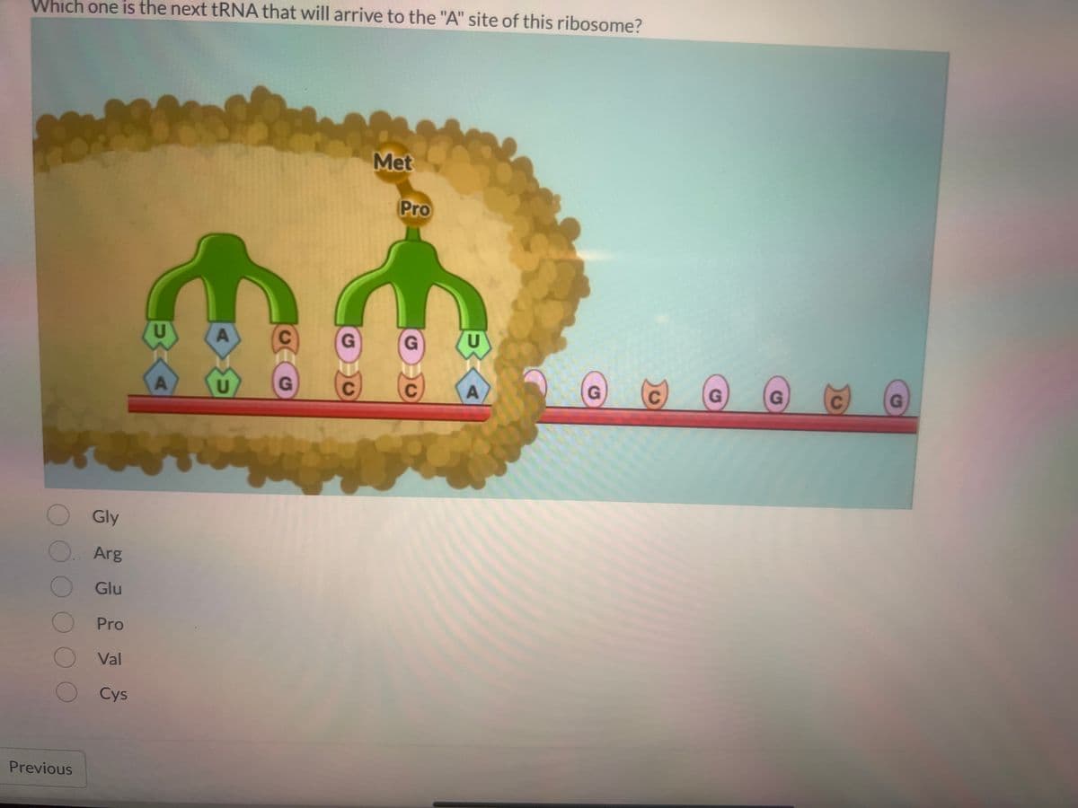 Which one is the next tRNA that will arrive to the "A" site of this ribosome?
Gly
Previous
Arg
Glu
Pro
Val
OCys
U
A
G
G
Met
Pro
U
A
G
G