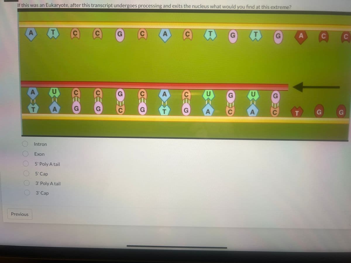 If this was an Eukaryote, after this transcript undergoes processing and exits the nucleus what would you find at this extreme?
A
Previous
A
T
Intron
Exon
UAA
5' Poly A tail
5' Cap
3' Poly A tail
3' Cap
C
GEG
C
G
G
G
C
C
GG
A
AMT
А
C
G
T
UAA
А
G
G
C
T
A
G
G
A
T
C
G
G