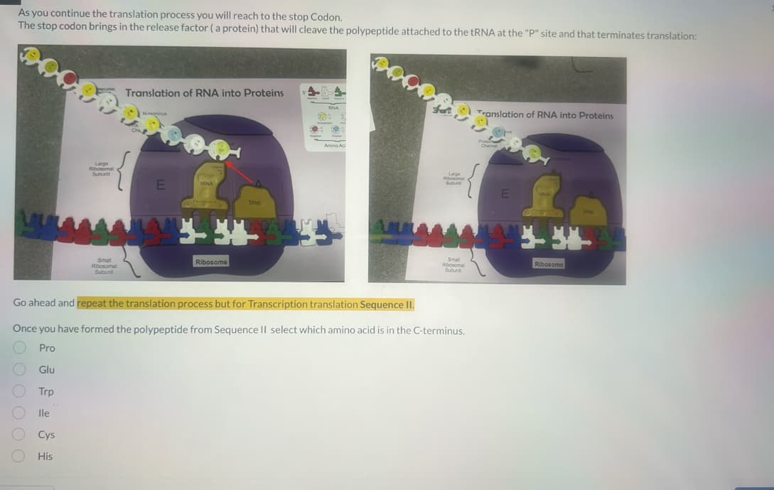 As you continue the translation process you will reach to the stop Codon.
The stop codon brings in the release factor (a protein) that will cleave the polypeptide attached to the tRNA at the "P" site and that terminates translation:
Glu
Trp
lle
Large
Ribosomal
Subunit
Cys
His
Small
Ribosomal
Subunit
Translation of RNA into Proteins
E
L
IRNA
Ribosome
Stop
5
H
DAQN ALM.
RNA
Amino Ac
Large
Ribosomal
Subunit
Go ahead and repeat the translation process but for Transcription translation Sequence II.
Once you have formed the polypeptide from Sequence II select which amino acid is in the C-terminus.
Pro
Small
Ribosomal
Subunit
Translation of RNA into Proteins
E
ERNA
6644955-56-
Stop
Ribosome