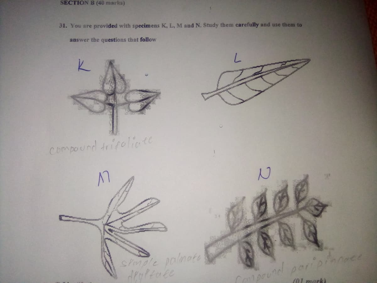 SECTION B (40 marks)
31. You are provided with specimens K, L, M and N. Study them carefully and use them to
answer the questions that follow
Compound trifoliote
17
Stmple palmate
und par
(01 mark)
