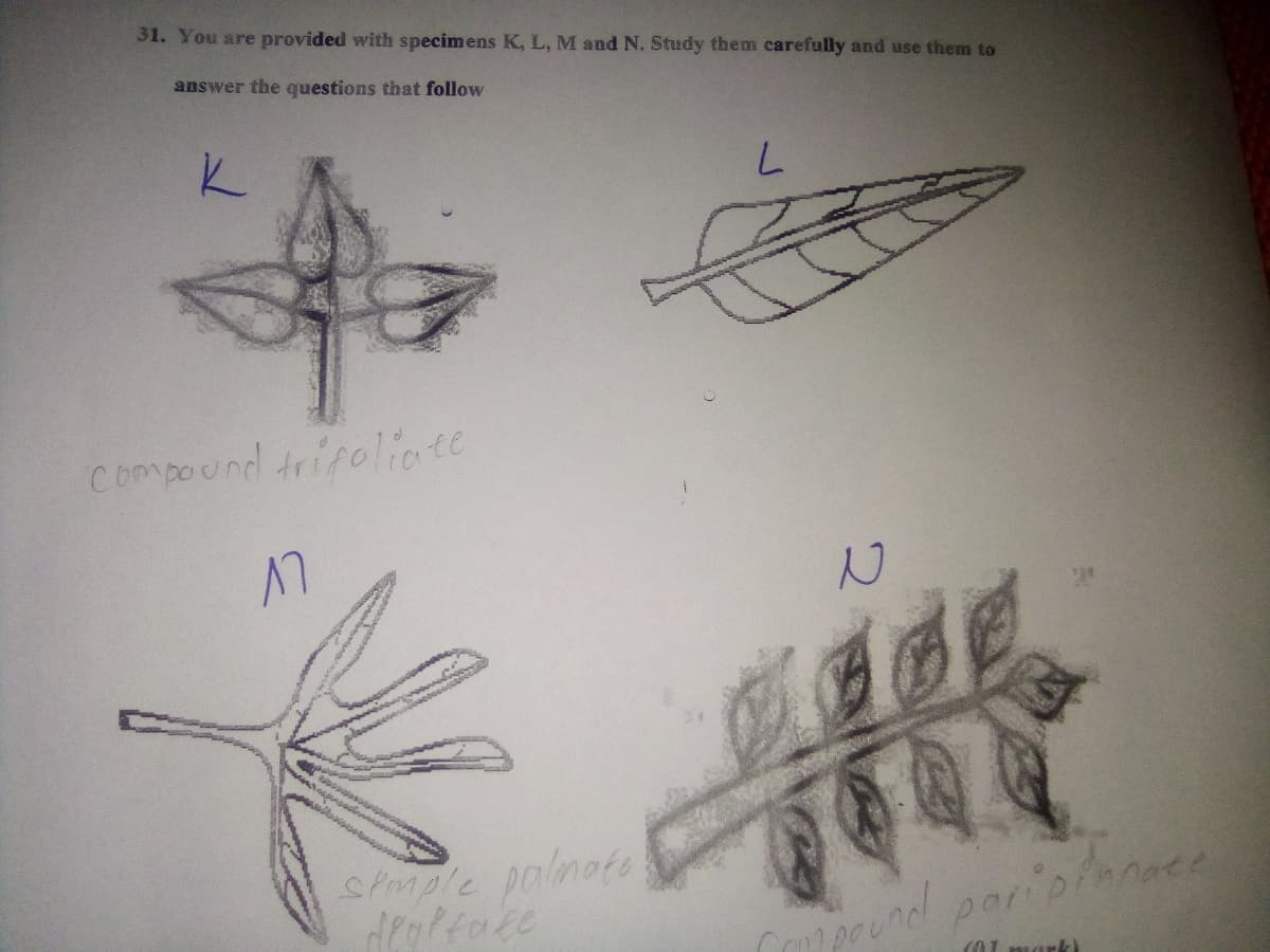 31. You are provided with specimens K, L, M and N. Study them carefully and use them to
answer the questions that follow
Compound trifoliate
Stmple palnots
deaffate
Compound paripfamee
(01 mark)
