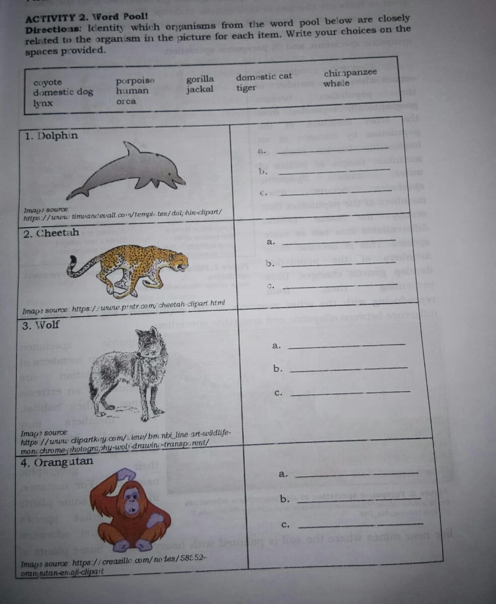 ACTIVITY 2. Word Pool!
Directions: Identity which organisms from the word pool below are closely
related to the organism in the picture for each item. Write your choices on the
spaces provided.
coyote
domestic dog
lynx
pогрoise
human
gorilla
jackal
chirapanzee
whale
domestic cat
tiger
orca
1. Dolphin
b.
Imag souroe:
https://www: timvandevall.co12/templi.tes/dol, hin-clipart/
2. Cheetah
b.
Imag? source: https://www.pntr.com/cheetah-clipiart.html
3. Wolf
a.
b.
Imag? souroe
https://www. dipartkny.com/i. iew/bm.nbi_line-art-wildlife-
monc chrome-photography-woli-drawin-transparent/
4. Orangutan
b.
dans
с.
Imag? source: https://creazille.com/no des/58552-
oran utan-en oji-clipart
