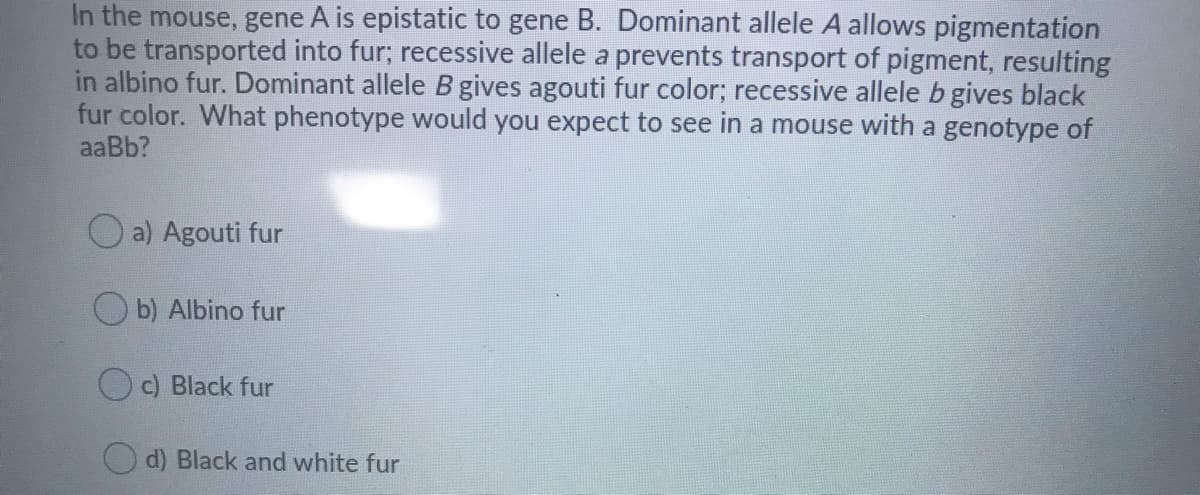 In the mouse, gene A is epistatic to gene B. Dominant allele A allows pigmentation
to be transported into fur; recessive allele a prevents transport of pigment, resulting
in albino fur. Dominant allele B gives agouti fur color; recessive allele b gives black
fur color. What phenotype would you expect to see in a mouse with a genotype of
aaBb?
a) Agouti fur
O b) Albino fur
Oc) Black fur
O d) Black and white fur
