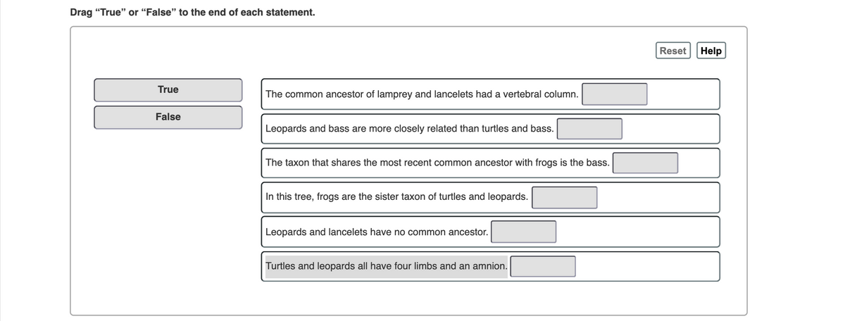 Drag "True" or "False" to the end of each statement.
Reset
Help
True
The common ancestor of lamprey and lancelets had a vertebral column.
False
Leopards and bass are more closely related than turtles and bass.
The taxon that shares the most recent common ancestor with frogs is the bass.
In this tree, frogs are the sister taxon of turtles and leopards.
Leopards and lancelets have no common ancestor.
Turtles and leopards all have four limbs and an amnion.
