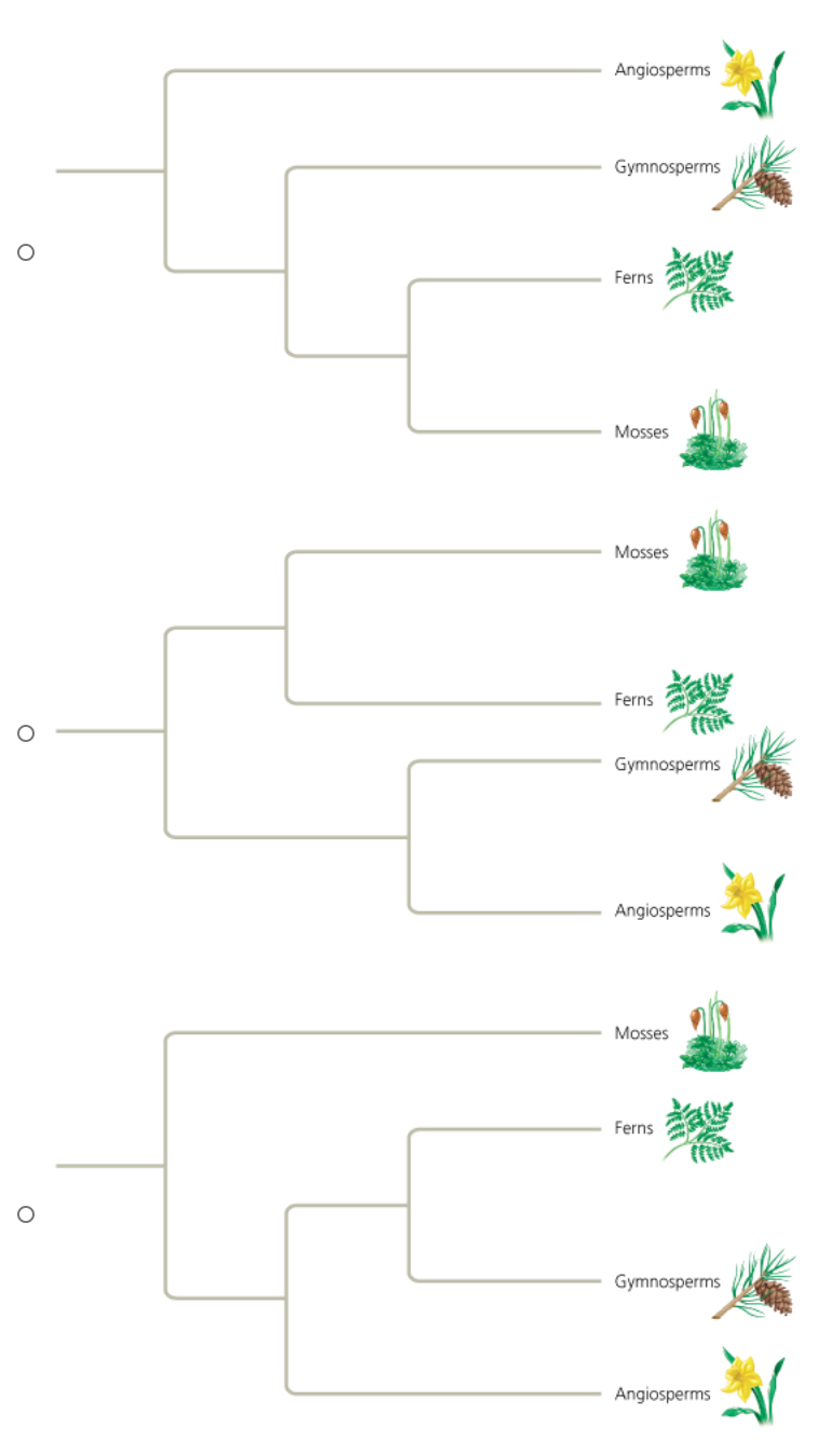 Angiosperms
Gymnosperms
Ferns
Mosses
Mosses
Ferns
Gymnosperms
Angiosperms
Mosses
Ferns
Gymnosperms
Angiosperms
