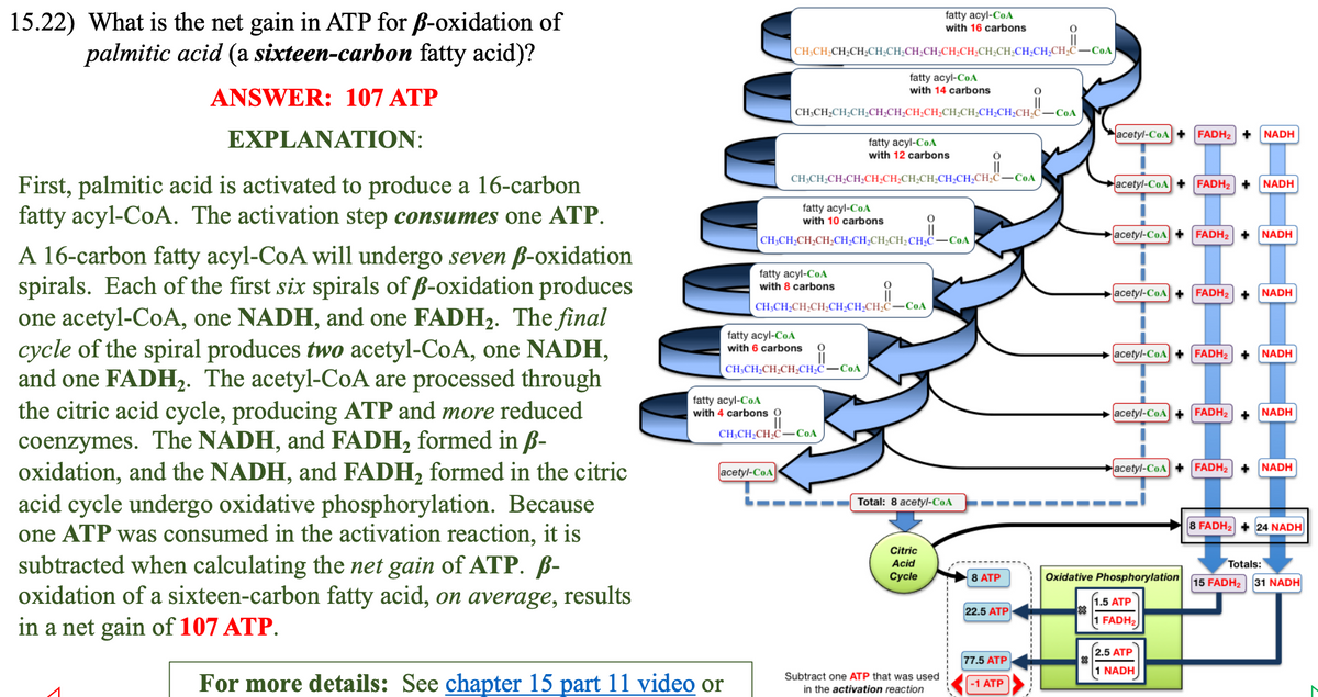 15.22) What is the net gain in ATP for ß-oxidation of
palmitic acid (a sixteen-carbon fatty acid)?
ANSWER: 107 ATP
EXPLANATION:
First, palmitic acid is activated to produce a 16-carbon
fatty acyl-CoA. The activation step consumes one ATP.
A 16-carbon fatty acyl-CoA will undergo seven ß-oxidation
spirals. Each of the first six spirals of ß-oxidation produces
one acetyl-CoA, one NADH, and one FADH₂. The final
cycle of the spiral produces two acetyl-CoA, one NADH,
and one FADH₂. The acetyl-CoA are processed through
the citric acid cycle, producing ATP and more reduced
coenzymes. The NADH, and FADH₂ formed in ß-
oxidation, and the NADH, and FADH₂ formed in the citric
acid cycle undergo oxidative phosphorylation. Because
one ATP was consumed in the activation reaction, it is
subtracted when calculating the net gain of ATP. ß-
oxidation of a sixteen-carbon fatty acid, on average, results
in a net gain of 107 ATP.
fatty acyl-CoA
with 16 carbons
CH.CH.CH-CH:CH-CH:CH-CH-CHICCGBCHCH.CH.CH-COA
fatty acyl-CoA
with 4 carbons O
For more details: See chapter 15 part 11 video or
fatty acyl-CoA
with 14 carbons
0
CHCHCHCH CHỊCH CH;CH,CHCH CH,CH,CHC–CoA
fatty acyl-CoA
with 10 carbons
CH,CH,CH,CH,CH,CH,CH,CH,CH,CCOA
fatty acyl-CoA
with 12 carbons
CH,CH,CH,CH,CH,CH,CH,CH,CH,CH,CH,C—Cos
fatty acyl-CoA
with 8 carbons
CH,CH,CH,CH,CH,CH,CH,C—CaA
acetyl-CoA
fatty acyl-CoA
with 6 carbons
CH₂CH₂CH₂CH₂CH₂C
CH₂CH₂CH₂C-CoA
0
-‒‒‒‒‒ Total: 8 acetyl-CoA
Citric
Acid
Cycle
Subtract one ATP that was used
in the activation reaction
8 ATP
22.5 ATP
77.5 ATP
-1 ATP
acetyl-CoA FADH₂
acetyl-CoA FADH₂ + NADH
NADH
acetyl-CoA+FADH₂ + NADH
acetyl-CoA+FADH₂ + NADH
acetyl-CoA+ FADH₂ + NADH
acetyl-CoA+ FADH₂ NADH
acetyl-CoA FADH₂ + NADH
Oxidative Phosphorylation
1.5 ATP
1 FADH₂
2.5 ATP
1 NADH
8 FADH₂ + 24 NADH
Totals:
15 FADH₂ 31 NADH