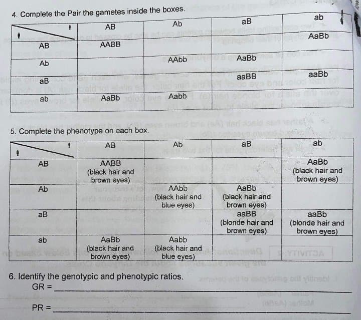 4. Complete the Pair the gametes inside the boxes.
Ab
ab
ав
АВ
AaBb
АВ
AABB
AAbb
AaBb
Ab
aaBB
aaBb
ав
ab
AaBb
Aabb
5. Complete the phenotype on each box.
АВ
Ab
ав
ab
AABB
(black hair and
brown eyes)
AaBb
(black hair and
brown eyes)
AB
AAbb
(black hair and
blue eyes)
AaBb
(black hair and
brown eyes)
aaBB
(blonde hair and
brown eyes)
Ab
aaBb
(blonde hair and
brown eyes)
aB
AaBb
(black hair and
brown eyes)
Aabb
(black hair and
blue eyes)
ab
YTIVITOA
6. Identify the genotypic and phenotypic ratios.
dnobl
GR =
PR =
ow
