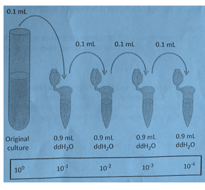 0.1 ml
0.1 ml
0.1 ml
0.1 ml
Original
culture
0.9 ml
0.9 ml
0.9 ml
0.9 mL
ddH,0
ddH,0
ddH,0
ddH,0
100
101
102
104
103
