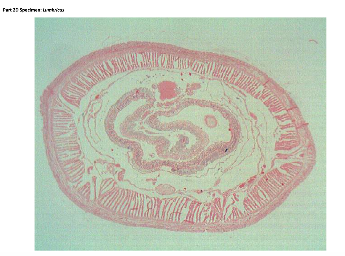 Part 2D Specimen: Lumbricus
