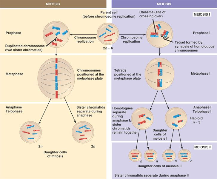 MITOSIS
MEIOSIS
Chiasma (site of
(before chromosome replication) crossing over)
Parent cell
MEIOSIS I
Prophase
Prophase I
Chromosome
Chromosome
replication
replication
Tetrad formed by
Duplicated chromosome
(two sister chromatids)
2n = 6
synapsis of homologous
chromosomes
Chromosomes
positioned at the
metaphase plate
Tetrads
Metaphase
Metaphase I
positioned at the
metaphase plate
Anaphase
Telophase
Anaphase I
Telophase I
Sister chromatids
Homologues
separate
during
anaphase I;
separate during
anaphase
Haploid
n= 3
sister
chromatids
Daughter
cells of
meiosis I
remain together
2n
2n
MEIOSIS II
Daughter cells
of mitosis
Daughter cells of meiosis II
Sister chromatids separate during anaphase II
