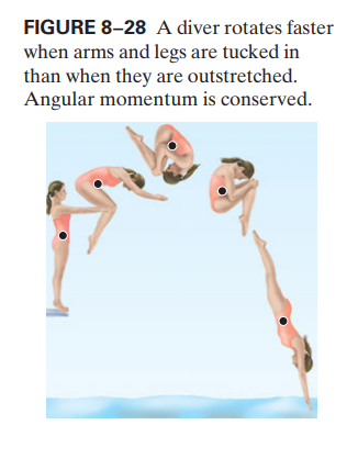 FIGURE 8-28 A diver rotates faster
when arms and legs are tucked in
than when they are outstretched.
Angular momentum is conserved.
