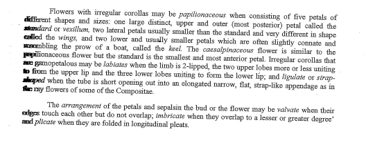 Flowers with irregular corollas may be papilionaceous when consisting of five petals of
diffierent shapes and sizes: one large distinct, upper and outer (most posterior) petal called the
skndard or vexillum, two lateral petals usually smaller than the standard and very different in shape
called the wings, and two lower and usually smaller petals which are often slightly connate and
mbling the prow of a boat, called the keel. The caesalpinaceous flower is similar to the
pilionaceous flower but the standard is the smallest and most anterior petal. Iregular corollas that
me gamopetalous may be labiates when the limb is 2-lipped, the two upper lobes more or less uniting
to from the upper lip and the three lower lobes uniting to form the lower lip; and ligulate or strap-
aqped when the tube is short opening out into an elongated narrow, flat, strap-like appendage as in
e ny flowers of some of the Compositae.
The arrangement of the petals and sepalsin the bud or the flower may be valvate when their
edges touch each other but do not overlap; imbricate when they overlap to a lesser or greater degree'
ad plicate when they are folded in longitudinal pleats.
