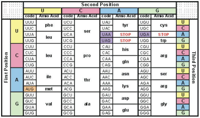 Second Position
A
сode
Amo Acid code Amo Acid code Amo Acid code Amo Acid
UUU
UCU
UAU
UGU
phe
tyr
cys
UUC
U
UUA
C
A
UCC
UCA
UG
CCU
UAC
UAA
UGC
ser
UGA
UGG
CGU
CGC
STOP
STOP
leu
UUG
CUU
CUC
UAG
STOP
trp
CAU
U
his
САС
C
C
CUA
leu
pro
arg
CCA
СА
CGA
gin
CUG
CG
CAG
CG
ACU
AC C
ACA
AGU
AGC
AGA
AGG
AUU
AAU
asn
ser
ile
AUC
A
thr
AAC
AUA
A
AAA
lys
arg
AUG
met
ACG
AAG
GUU
GCU
GAU
GGU
asp
GUC
GCC
GAC
GGC
G
val
ala
gly
GUA
GCA
GAA
GGA
glu
GUG
GCG
GAG
GGG
Third Position
First Positio n
