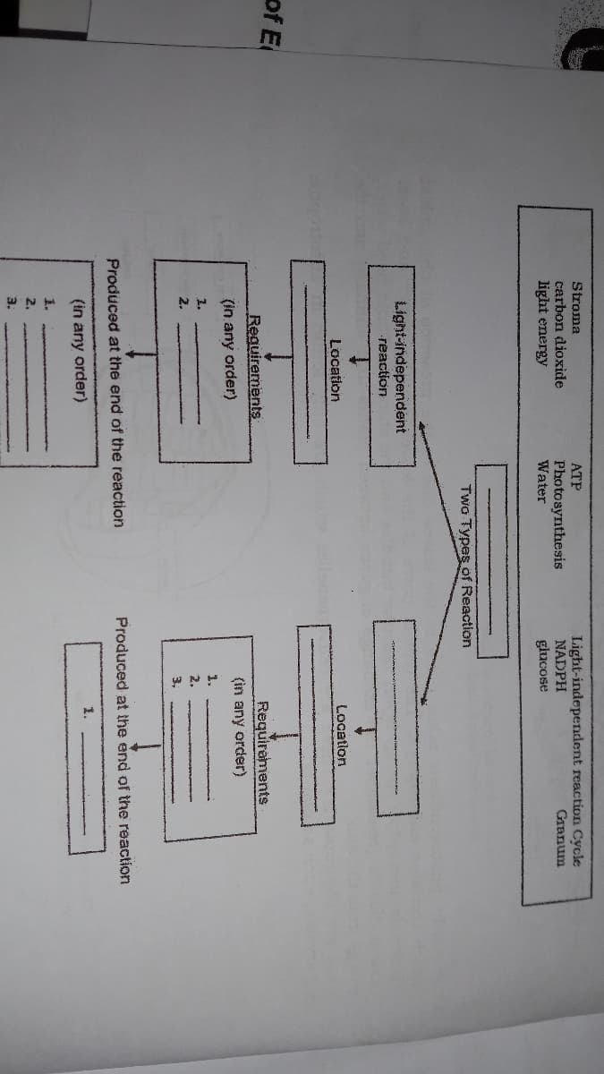 Stroma
Light-independent reaction Cycle
NADPH
ATP
carbon dioxide
GIanum
Photosynthesis
Water
light energy
glucose
Two Types of Reaction
Light-independent
reaction
Location
Location
of E
Requiraments
Requirements
(in any order)
(in any order)
1.
3.
2.
2.
3,
Produced at the end of the reaction
Produced at the end of the reaction
1.
(in any order)
1.
2.
3.
