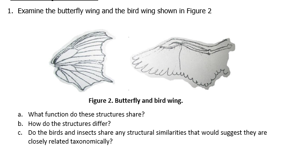 1. Examine the butterfly wing and the bird wing shown in Figure 2
Figure 2. Butterfly and bird wing.
a. What function do these structures share?
b. How do the structures differ?
c. Do the birds and insects share any structural similarities that would suggest they are
closely related taxonomically?
