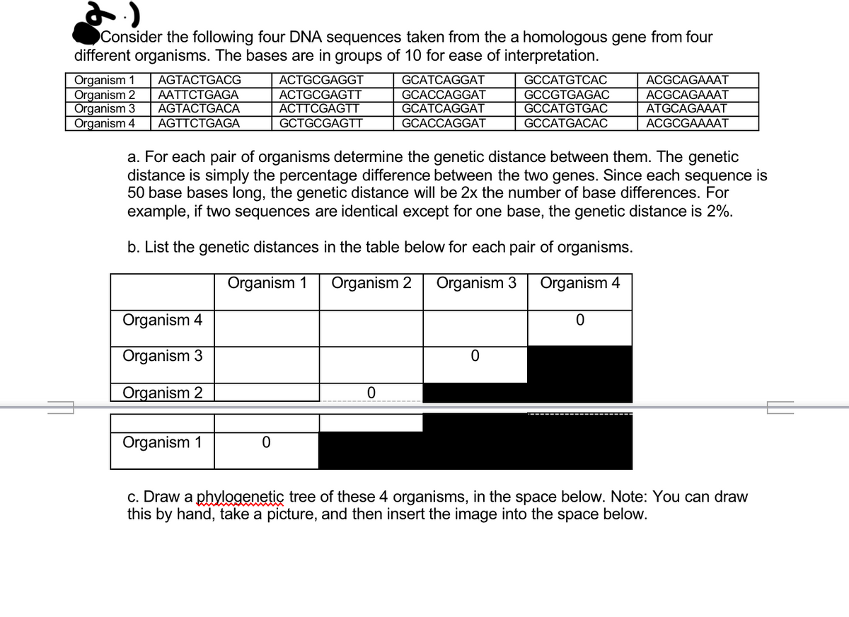 Consider the following four DNA sequences taken from the a homologous gene from four
different organisms. The bases are in groups of 10 for ease of interpretation.
ACTGCGAGGT
ACTGCGAGTT
ACTTCGAGTT
GCCATGTCAС
GCCGTGAGAC
GCCATGTGAC
AGTACTGACG
Organism 1
Organism 2
Organism 3
Organism 4
GCATCAGGAТ
GCACCAGGAT
GCATCAGGAT
ACGCAGAAAT
AATTCTGAGA
AGTACTGACA
AGTTCTGAGA
ACGCAGAAAT
ATGCAGAAAT
GCTGCGAGTT
GCACCAGGAT
GCCATGACÁC
ACGCGAAAAT
a. For each pair of organisms determine the genetic distance between them. The genetic
distance is simply the percentage difference between the two genes. Since each sequence is
50 base bases long, the genetic distance will be 2x the number of base differences. For
example, if two sequences are identical except for one base, the genetic distance is 2%.
b. List the genetic distances in the table below for each pair of organisms.
Organism 1
Organism 2
Organism 3
Organism 4
Organism 4
Organism 3
Organism 2
Organism 1
c. Draw a phylogenetic tree of these 4 organisms, in the space below. Note: You can draw
this by hand, take a picture, and then insert the image into the space below.
