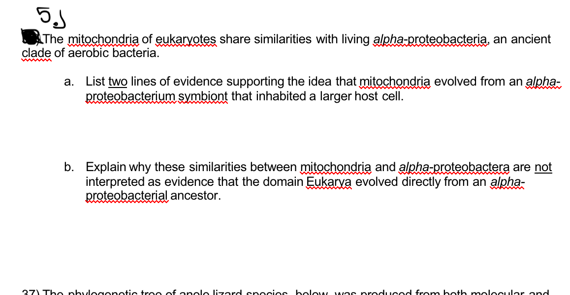 The mitochondria of eukaryotes share similarities with living alpha-proteobacteria, an ancient
clade of aerobic bacteria.
a. List two lines of evidence supporting the idea that mitochondria evolved from an alpha-
proteobacterium symbiont that inhabited a larger host cell.
b. Explain why these similarities between mitochondria and alpha-proteobactera are not
interpreted as evidence that the domain Eukarya evolved directly from an alpha-
proteobacterial ancestor.
37) The phylogonotic troe of anole lizard spocios below vwas prod uced from both molocular and
