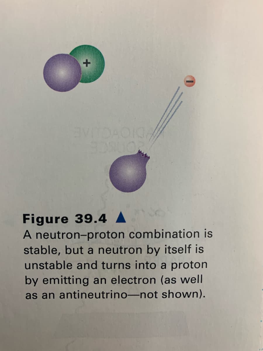 Figure 39.4 A
A neutron-proton combination is
stable, but a neutron by itself is
unstable and turns into a proton
by emitting an electron (as well
as an antineutrino-not shown).