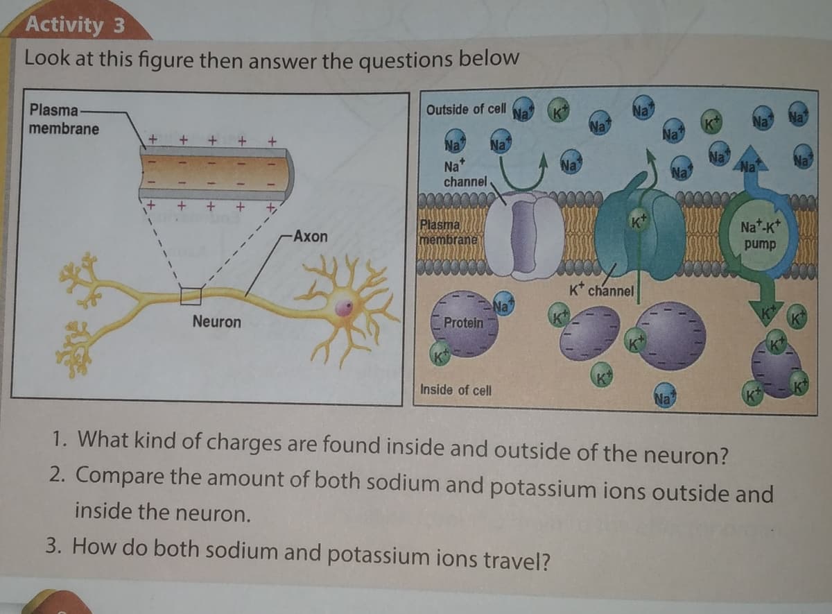 Activity 3
Look at this figure then answer the questions below
Plasma
membrane
Outside of cell
Na
Na*
Na
channel
Plasma
membrane
Nat-K*
Axon
pump
K* channel
Neuron
Protein
Inside of cell
Na
1. What kind of charges are found inside and outside of the neuron?
2. Compare the amount of both sodium and potassium ions outside and
inside the neuron.
3. How do both sodium and potassium ions travel?
