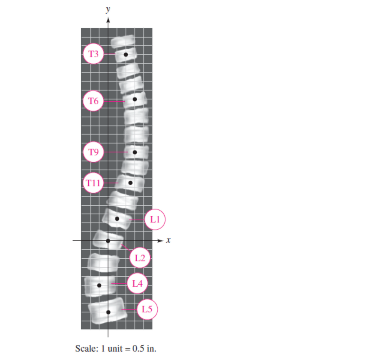 T3
T6
T9
T11
L1
L2
L4
L5
Scale: 1 unit = 0.5 in.
