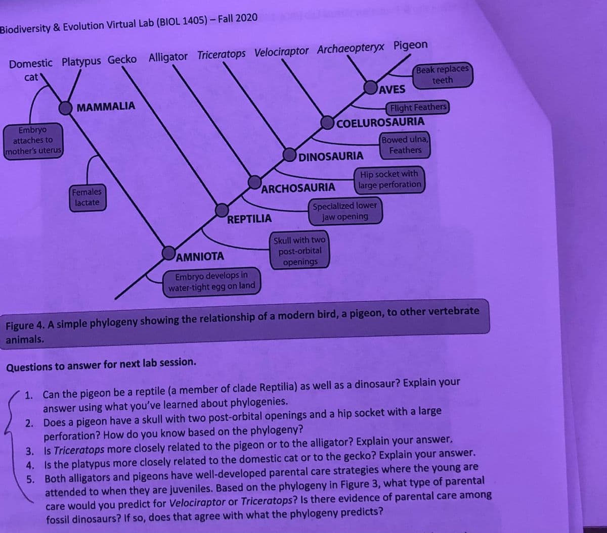 Biodiversity & Evolution Virtual Lab (BIOL 1405) – Fall 2020
Domestic Platypus Gecko Alligator Triceratops Velociraptor Archaeopteryx Pigeon
cat
Beak replaces
teeth
AVES
MAMMALIA
Embryo
attaches to
Flight Feathers
COELUROSAURIA
mother's uterus
Bowed ulna,
Feathers
DINOSAURIA
Females
lactate
Hip socket with
large perforation
ARCHOSAURIA
Specialized lower
jaw opening
REPTILIA
Skull with two
AMNIOTA
post-orbital
openings
Embryo develops in
water-tight egg on land
Figure 4. A simple phylogeny showing the relationship of a modern bird, a pigeon, to other vertebrate
animals.
Questions to answer for next lab session.
1. Can the pigeon be a reptile (a member of clade Reptilia) as well as a dinosaur? Explain your
answer using what you've learned about phylogenies.
2. Does a pigeon have a skull with two post-orbital openings and a hip socket with a large
perforation? How do you know based on the phylogeny?
3. Is Triceratops more closely related to the pigeon or to the alligator? Explain your answer,
4. Is the platypus more closely related to the domestic cat or to the gecko? Explain your answer.
5. Both alligators and pigeons have well-developed parental care strategies where the young are
attended to when they are juveniles. Based on the phylogeny in Figure 3, what type of parental
care would you predict for Velociraptor or Triceratops? Is there evidence of parental care among
fossil dinosaurs? If so, does that agree with what the phylogeny predicts?

