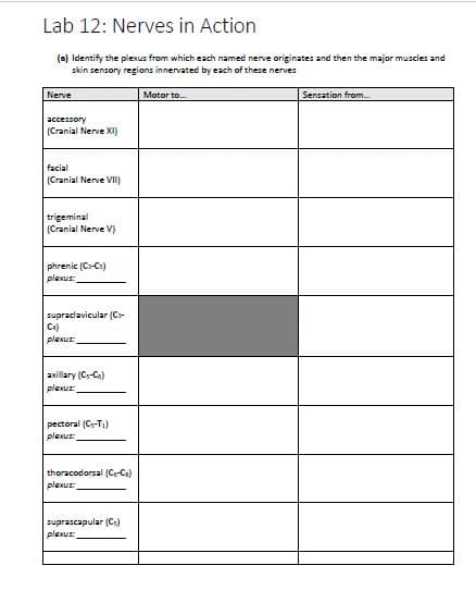 Lab 12: Nerves in Action
(a) Identify the plexus from which each named nerve originates and then the major muscles and
skin sensory regions innervated by each of these nerves
Nerve
Motor to.
Sensation from.
accessory
(Cranial Nerve XI)
facial
(Cranial Nerve VII)
trigeminal
(Cranial Nerve V)
phrenic (Ca-Cs)
plexus:
supradlavicular (C:-
Ca)
plexus:
axillary (C:-Ce)
plexus:
pectoral (C-T)
plexus:
thoracodorsal (Ce-Ca)
plexus:
suprascapular (Cs)
plexus:
