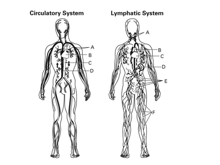 Circulatory System
Lymphatic System
A
A
C
-C
-D
-D
E
