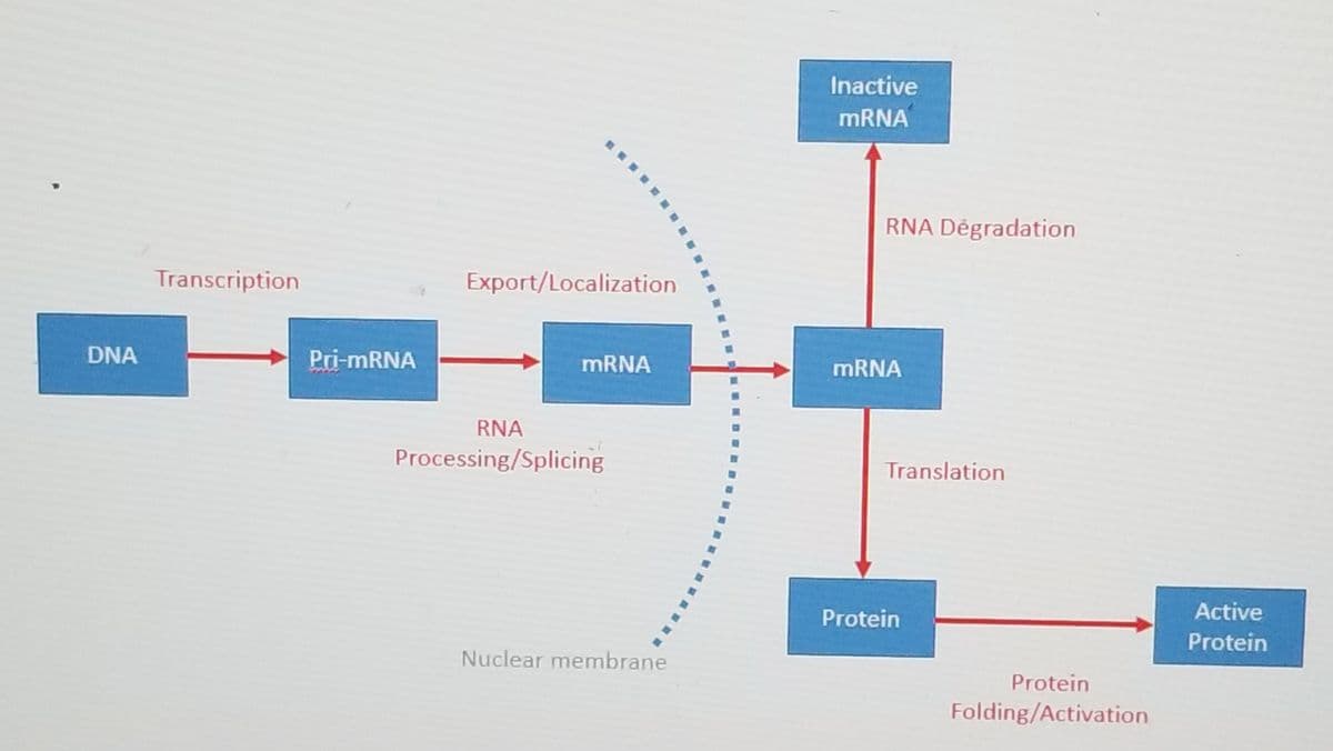 DNA
Transcription
Pri-mRNA
Export/Localization
mRNA
RNA
Processing/Splicing
Nuclear membrane
16
Inactive
mRNA
RNA Dégradation
mRNA
Translation
Protein
Protein
Folding/Activation
Active
Protein