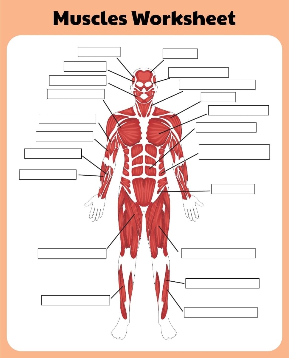 Muscles Worksheet
60