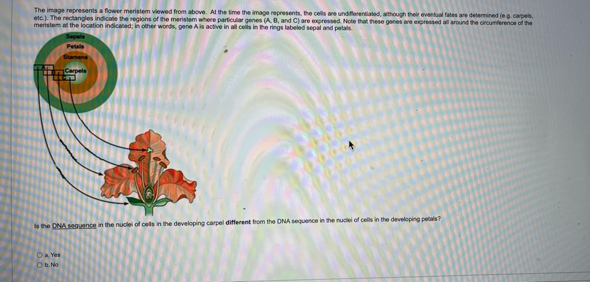 The image represents a flower meristem viewed from above. At the time the image represents, the cells are undifferentiated, although their eventual fates are determined (e.g. carpels,
etc.). The rectangles indicate the regions of the meristem where particular genes (A, B, and C) are expressed. Note that these genes are expressed all around the circumference of the
meristem at the location indicated; in other words, gene A is active in all cells in the rings labeled sepal and petals.
Sepals
Petals
Stamens
w.T
ILEN Carpels
个
Is the DNA sequence in the nuclei of cells in the developing carpel different from the DNA sequence in the nuclei of cells in the developing petals?
O a. Yes
O b. No
