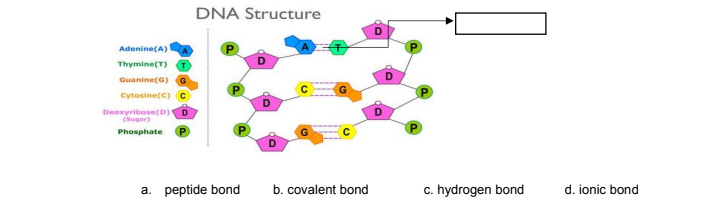 ### DNA Structure

The diagram below illustrates the structure of DNA, highlighting its key components and their connections. Specifically, it shows how bases are paired and connected within the DNA double helix. The components are color-coded and labeled for clarity:

- **Adenine (A)**: Blue
- **Thymine (T)**: Green
- **Guanine (G)**: Orange
- **Cytosine (C)**: Yellow
- **Deoxyribose (D) (Sugar)**: Pink
- **Phosphate (P)**: Green

**Diagram Explanation:**
1. **Base Pairing**: The adenine (A) nucleobase pairs with thymine (T) and the guanine (G) nucleobase pairs with cytosine (C). These pairs form the rungs of the DNA “ladder”.
2. **Hydrogen Bonds**: The pairs are held together by hydrogen bonds, indicated by dashed lines between A-T and G-C pairs.
3. **Sugar-Phosphate Backbone**: The sides of the ladder are formed by a sugar-phosphate backbone, consisting of deoxyribose sugars (D) connected to phosphate groups (P).

A label in the diagram points out the hydrogen bonds holding a base pair together between adenine and thymine. 
   
**Multiple Choice Question:**
Identify the type of bond indicated by the label in the diagram.

a. peptide bond  
b. covalent bond  
c. hydrogen bond  
d. ionic bond  

**Answer:** The correct answer is **c. hydrogen bond**.