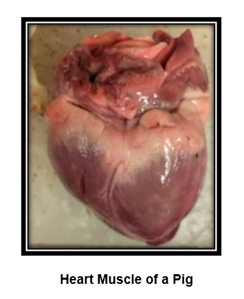 Heart Muscle of a Pig
