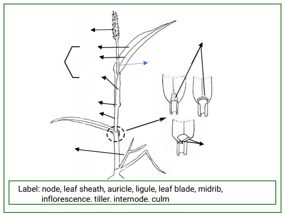 Label: node, leaf sheath, auricle, ligule, leaf blade, midrib,
inflorescence. tiller. internode. culm
