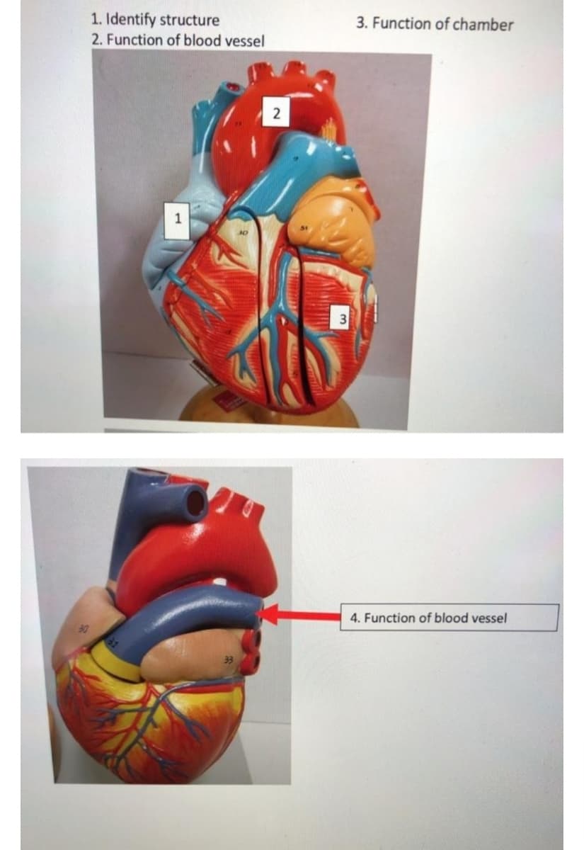 1. Identify structure
2. Function of blood vessel
3. Function of chamber
2
1
4. Function of blood vessel
