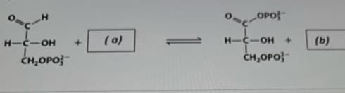 H-C-OH +
(a)
CH,OPO}-
0 C-OPO}-
H-C-OH +
CH.OPO3-
(b)