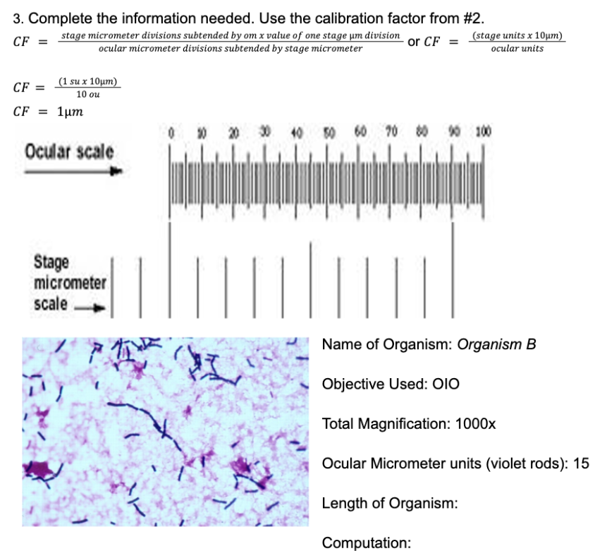 3. Complete the information needed. Use the calibration factor from #2.
CF =
stage micrometer divisions subtended by om x value of one stage um division
ocular micrometer divisions subtended by stage micrometer
or CF =
(1 su x 10μm)
10 ou
CF =
CF = 1μm
Ocular scale
Stage
micrometer
scale
(stage units x 10μm)
ocular units
20 30 40 50 60 70 80 90 100
I
Name of Organism: Organism B
Objective Used: 010
Total Magnification: 1000x
Ocular Micrometer units (violet rods): 15
Length of Organism:
Computation: