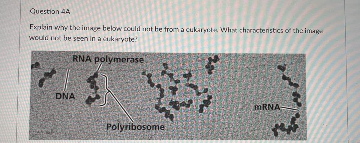 Question 4A
Explain why the image below could not be from a eukaryote. What characteristics of the image
would not be seen in a eukaryote?
RNA polymerase
DNA
MRNA
Polyribosome
