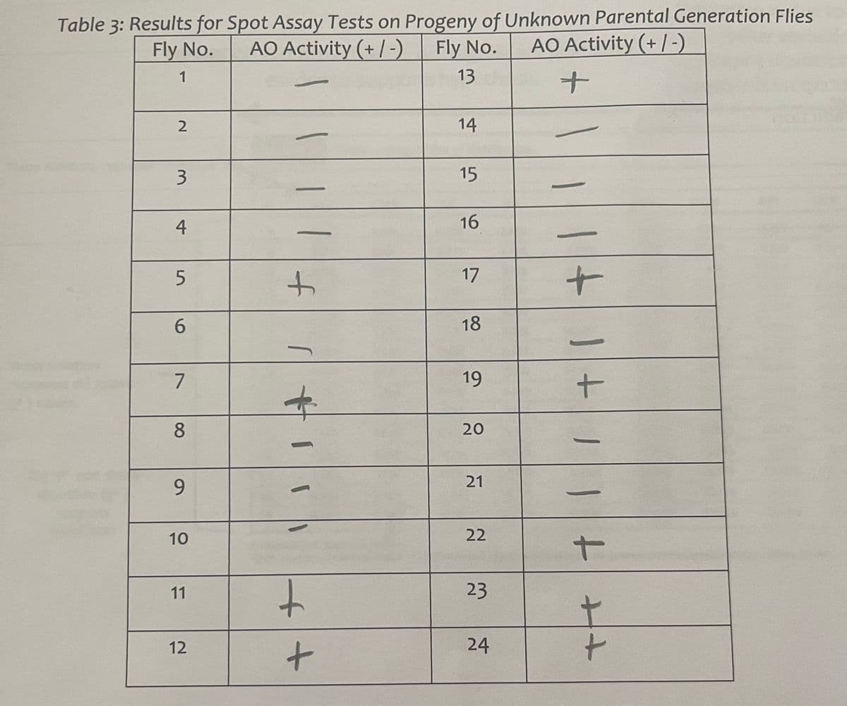 Table 3: Results for Spot Assay Tests on Progeny of Unknown Parental Generation Flies
AO Activity (+/-)
Fly No.
AO Activity (+/-)
Fly No.
1
13
+
2
3
4
5
6
7
8
9
10
11
12
+
r
HII
t
+
14
15
16
17
18
19
20
21
22
23
24
+1-
+
+++