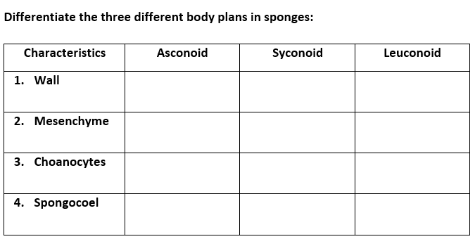 Differentiate the three different body plans in sponges:
Characteristics
Asconoid
Syconoid
Leuconoid
1. Wall
2. Mesenchyme
3. Choanocytes
4. Spongocoel
