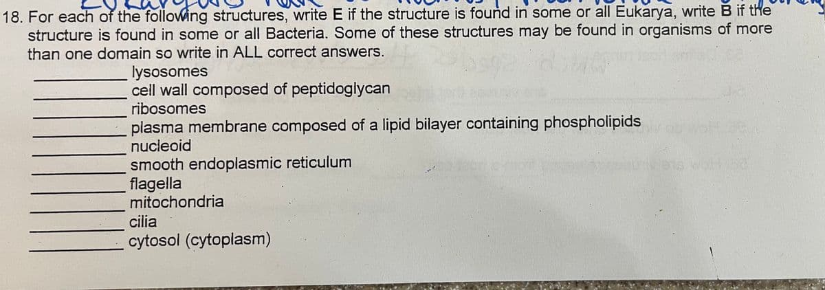 18. For each of the following structures, write E if the structure is found in some or all Eukarya, write B if the
structure is found in some or all Bacteria. Some of these structures may be found in organisms of more
than one domain so write in ALL correct answers.
2
10
lysosomes
cell wall composed of peptidoglycan
ribosomes
plasma membrane composed of a lipid bilayer containing phospholipids
nucleoid
smooth endoplasmic reticulum
flagella
mitochondria
cilia
cytosol (cytoplasm)