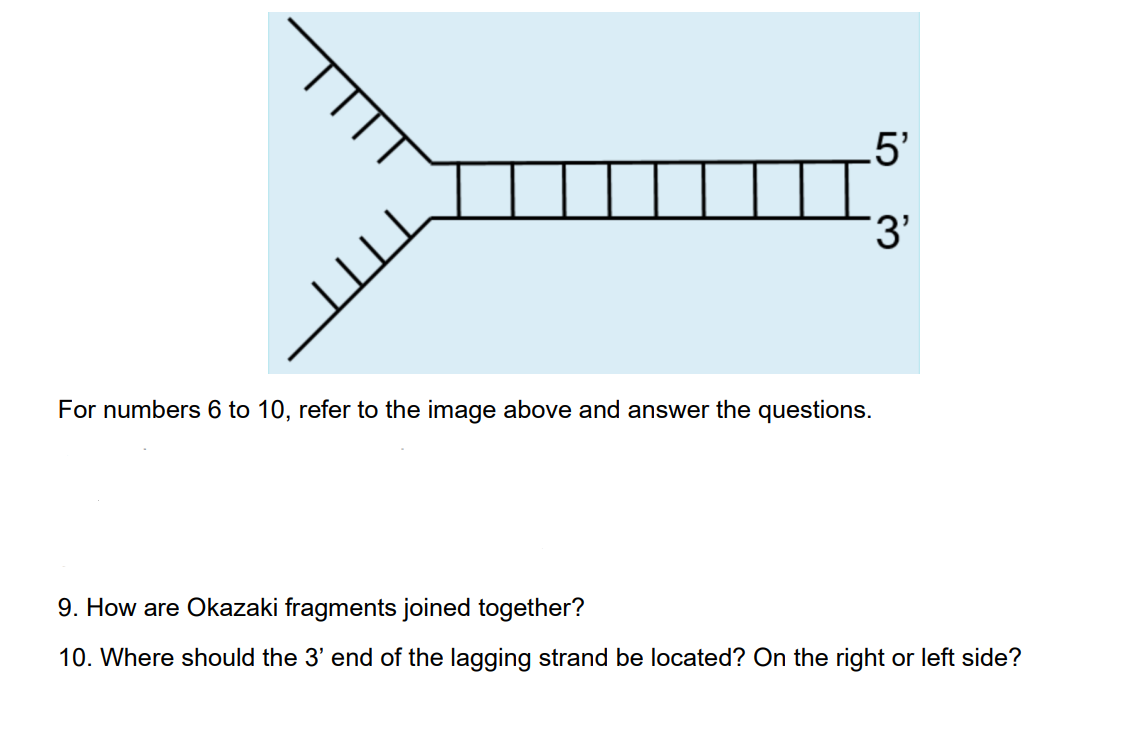 5'
3'
For numbers 6 to 10, refer to the image above and answer the questions.
9. How are Okazaki fragments joined together?
10. Where should the 3' end of the lagging strand be located? On the right or left side?
