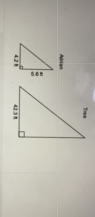 5.6 ft
Tree
Adrian
4.2 ft
42.3 ft
