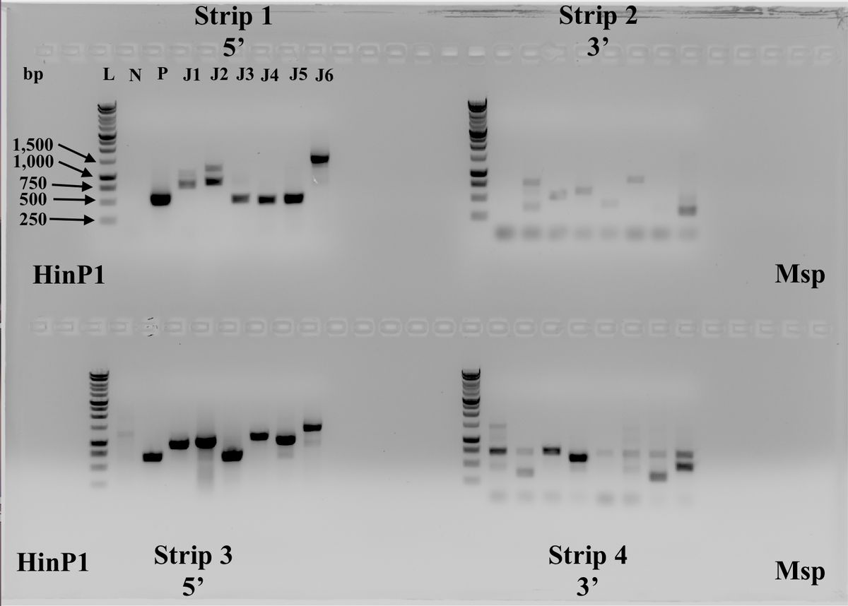 Strip 1
5'
L N P J1 J2 J3 J4 J5 J6
Strip 2
3
bp
1,500
1,000
750
500
250
HinP1
Msp
Strip 4
3'
HinP1
Strip 3
Msp
5'
