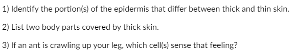 1) Identify the portion(s) of the epidermis that differ between thick and thin skin.
2) List two body parts covered by thick skin.
3) If an ant is crawling up your leg, which cell(s) sense that feeling?
