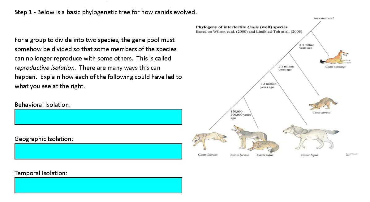 Step 1 - Below is a basic phylogenetic tree for how canids evolved.
For a group to divide into two species, the gene pool must
somehow be divided so that some members of the species
can no longer reproduce with some others. This is called
reproductive isolation. There are many ways this can
happen. Explain how each of the following could have led to
what you see at the right.
Behavioral Isolation:
Geographic Isolation:
Temporal Isolation:
Phylogeny of interfertile Canis (wolf) species
Based on Wilson et al. (2000) and Lindblad-Toh et al. (2005)
2-3 million
years ago
Canis latrans
150,000-
300,000 years
ago
Canis lycaom
1-2 million
years ago
Canis rufus
Ancestral wolf
3-4 million
years ago
Canis simensis
Canis aureus
Canis lupus