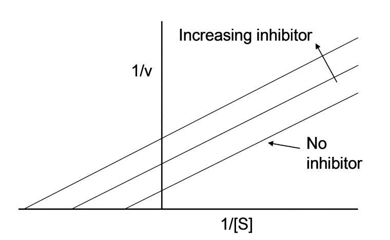 This image is a graphical representation of enzyme kinetics, specifically a Lineweaver-Burk plot, which is used to illustrate the effect of inhibitors on enzymatic reactions.

**Lineweaver-Burk Plot:**

Axes:
- The x-axis is labeled as "1/[S]", where [S] is the substrate concentration.
- The y-axis is labeled as "1/v", where v is the reaction velocity.

Lines:
- Three lines are shown, all of which intersect at a common point on the y-axis but diverge in their slopes.
- The bottom line is labeled as "No inhibitor," indicating that it represents enzyme kinetics without any inhibitors present.
- Two additional lines above the "No inhibitor" line are labeled "Increasing inhibitor," representing the presence of increasing concentrations of an inhibitor in the enzymatic reaction.

Explanation:
- The plot exhibits how the presence of inhibitors affects the enzyme's activity. Without inhibitors, the reaction follows the expected kinetics (as shown by the "No inhibitor" line). 
- With the increasing presence of inhibitors, the slope of the line increases, demonstrating that the reaction rate decreases more significantly as substrate concentration is increased.
- The different lines' intercepts on the y-axis suggest that as the inhibitor concentration increases, the maximum possible reaction rate (\(V_{max}\)) decreases and/or the apparent affinity of the enzyme for the substrate (reflected in \(1/K_M\)) is altered.

This visual tool is essential in understanding how inhibitors influence enzyme kinetics and thus is frequently used in biochemical studies to characterize the type and efficacy of enzyme inhibitors.