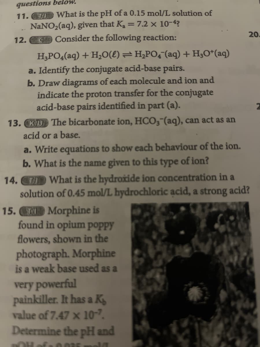 questions below.
11. What is the pH of a 0.15 mol/L solution of
NaNO₂(aq), given that K₂ = 7.2 x 10-4?
Consider the following reaction:
12.
H₂PO4(aq) + H₂O(l) ⇒ H₂PO4 (aq) + H3O+(aq)
a. Identify the conjugate acid-base pairs.
b. Draw diagrams of each molecule and ion and
indicate the proton transfer for the conjugate
acid-base pairs identified in part (a).
13. KU The bicarbonate ion, HCO3(aq), can act as an
acid or a base.
a. Write equations to show each behaviour of the ion.
b. What is the name given to this type of ion?
14.
What is the hydroxide ion concentration in a
solution of 0.45 mol/L hydrochloric acid, a strong acid?
15. Morphine is
found in opium poppy
flowers, shown in the
photograph. Morphine
is a weak base used as a
very powerful
painkiller. It has a K
value of 7.47 x 10-7.
20.
Determine the pH and
Oll of 0.035