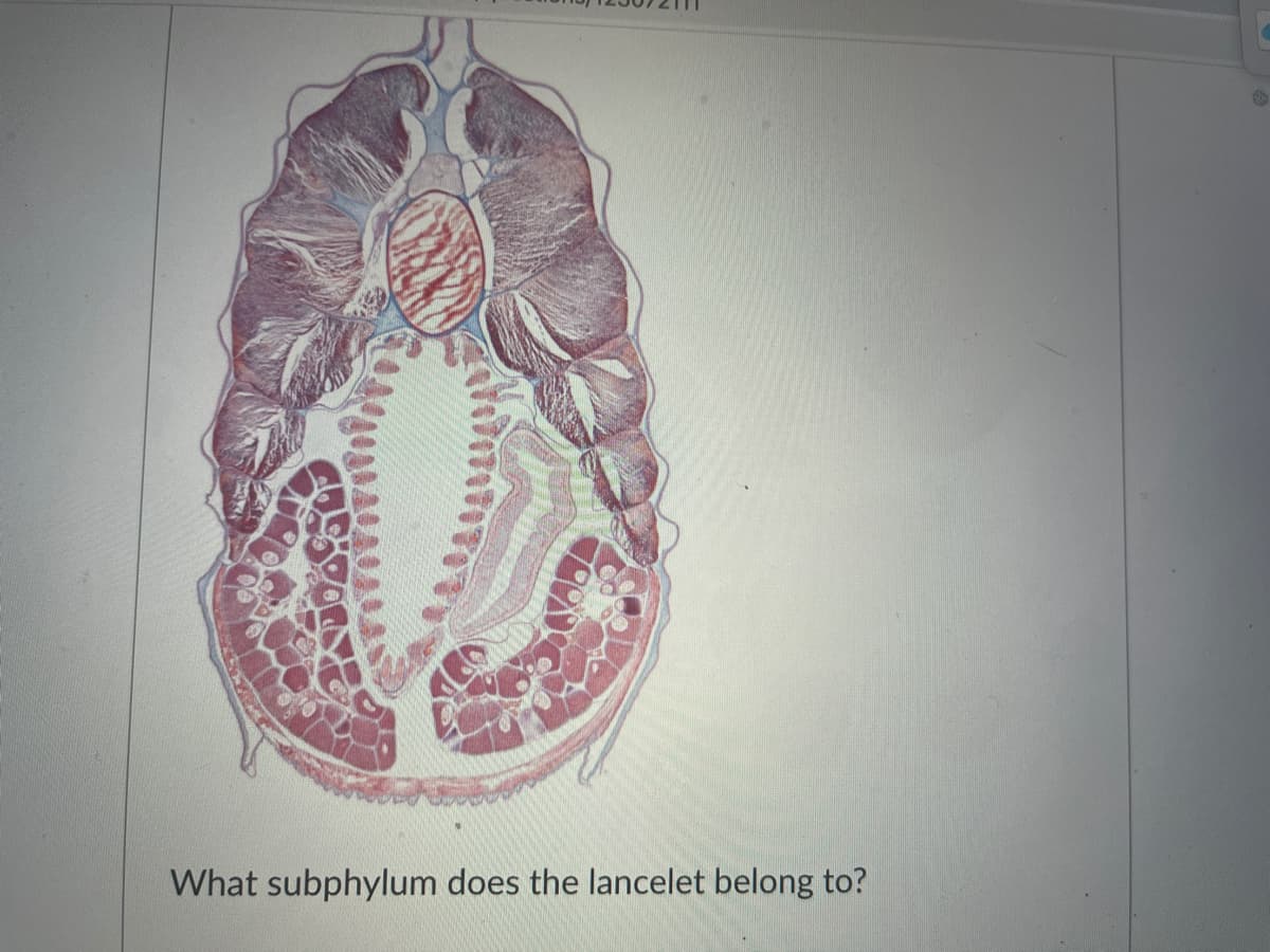 What subphylum does the lancelet belong to?
