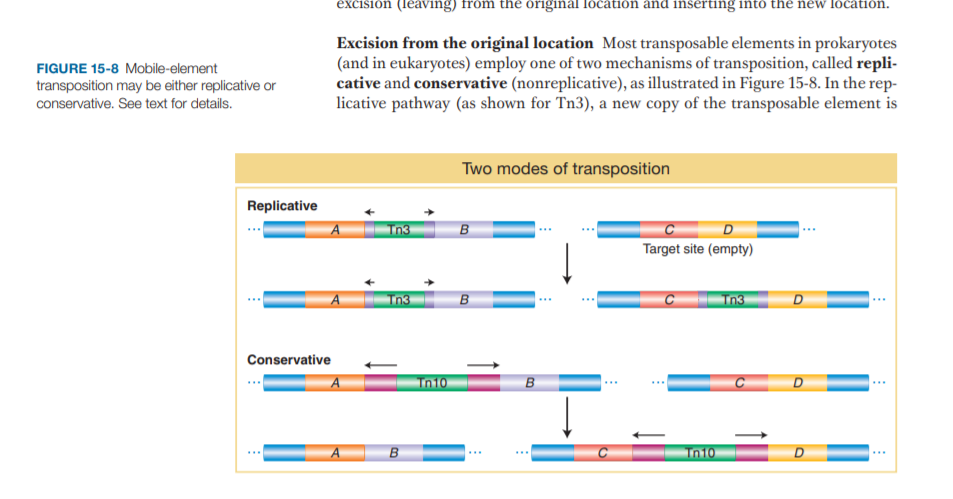 excision (leaving) from the original location and inserting into the new location.
Excision from the original location Most transposable elements in prokaryotes
(and in eukaryotes) employ one of two mechanisms of transposition, called repli-
cative and conservative (nonreplicative), as illustrated in Figure 15-8. In the rep-
licative pathway (as shown for Tn3), a new copy of the transposable element is
FIGURE 15-8 Mobile-element
transposition may be either replicative or
conservative. See text for details.
Two modes of transposition
Replicative
A
Tn3
Target site (empty)
Tn3
Tn3
D
Conservative
Tn10
Tn10
